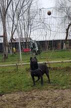 PIET, Hund, Mischlingshund in Rumänien - Bild 11