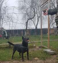 PIET, Hund, Mischlingshund in Rumänien - Bild 12