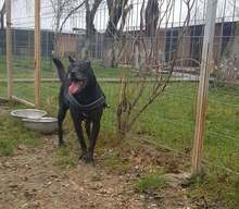 PIET, Hund, Mischlingshund in Rumänien - Bild 14