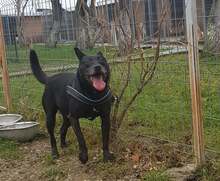 PIET, Hund, Mischlingshund in Rumänien - Bild 15
