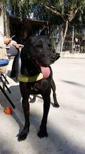 PIET, Hund, Mischlingshund in Rumänien - Bild 5