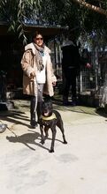 PIET, Hund, Mischlingshund in Rumänien - Bild 6