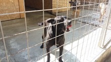 PIET, Hund, Mischlingshund in Rumänien - Bild 9
