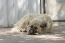 KESHA, Hund, Leonberger-Mix in Spanien - Bild 1