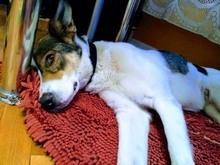 RAYA, Hund, Mischlingshund in Bulgarien - Bild 2