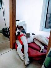 RAYA, Hund, Mischlingshund in Bulgarien - Bild 3