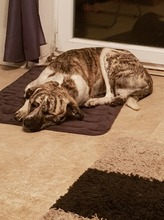 JACY, Hund, Mischlingshund in Hannover - Bild 19