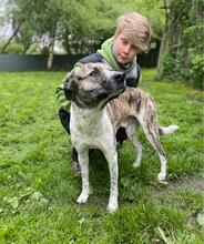JACY, Hund, Mischlingshund in Hannover - Bild 7