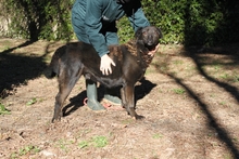 PLINIO, Hund, Mischlingshund in Italien - Bild 2