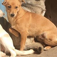 SINA, Hund, Mischlingshund in Rumänien - Bild 10