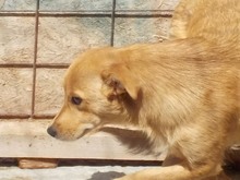 SINA, Hund, Mischlingshund in Rumänien - Bild 11
