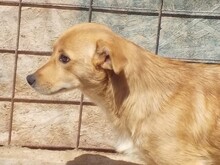 SINA, Hund, Mischlingshund in Rumänien - Bild 12