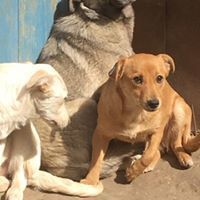 SINA, Hund, Mischlingshund in Rumänien - Bild 15