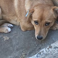 SINA, Hund, Mischlingshund in Rumänien - Bild 16