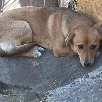 SINA, Hund, Mischlingshund in Rumänien - Bild 17