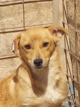 SINA, Hund, Mischlingshund in Rumänien - Bild 2