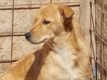 SINA, Hund, Mischlingshund in Rumänien - Bild 3