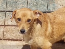 SINA, Hund, Mischlingshund in Rumänien - Bild 6