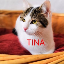 TINA, Katze, Europäisch Kurzhaar-Mix in Blaibach - Bild 1