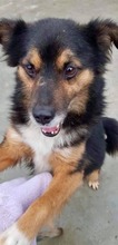 BIPO, Hund, Mischlingshund in Rumänien - Bild 1