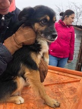 BIPO, Hund, Mischlingshund in Rumänien - Bild 12