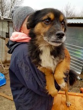 BIPO, Hund, Mischlingshund in Rumänien - Bild 13