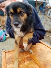BIPO, Hund, Mischlingshund in Rumänien - Bild 2