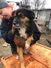 BIPO, Hund, Mischlingshund in Rumänien - Bild 3