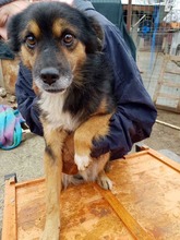 BIPO, Hund, Mischlingshund in Rumänien - Bild 5