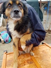 BIPO, Hund, Mischlingshund in Rumänien - Bild 6