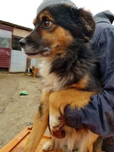 BIPO, Hund, Mischlingshund in Rumänien - Bild 8
