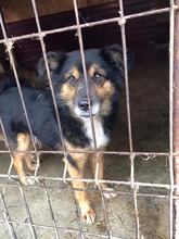 BIPO, Hund, Mischlingshund in Rumänien - Bild 9