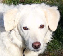 ZAIM, Hund, Mischlingshund in Mengerschied - Bild 1