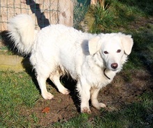 ZAIM, Hund, Mischlingshund in Mengerschied - Bild 11