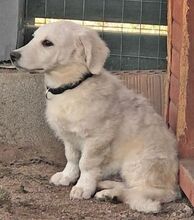 ZAIM, Hund, Mischlingshund in Mengerschied - Bild 18
