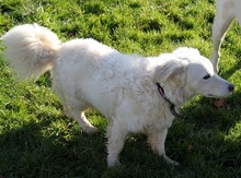 ZAIM, Hund, Mischlingshund in Mengerschied - Bild 4