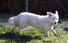 ZAIM, Hund, Mischlingshund in Mengerschied - Bild 5
