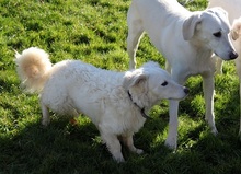 ZAIM, Hund, Mischlingshund in Mengerschied - Bild 6
