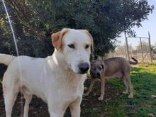 MANOLO, Hund, Mischlingshund in Italien - Bild 21