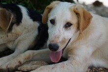 MANOLO, Hund, Mischlingshund in Italien - Bild 28