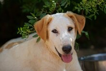 MANOLO, Hund, Mischlingshund in Italien - Bild 29