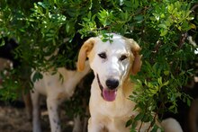 MANOLO, Hund, Mischlingshund in Italien - Bild 30