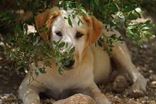 MANOLO, Hund, Mischlingshund in Italien - Bild 31