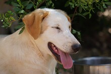 MANOLO, Hund, Mischlingshund in Italien - Bild 33