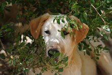 MANOLO, Hund, Mischlingshund in Italien - Bild 36