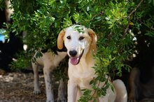 MANOLO, Hund, Mischlingshund in Italien - Bild 37