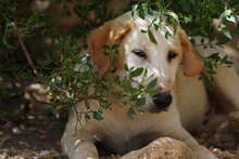 MANOLO, Hund, Mischlingshund in Italien - Bild 38