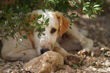 MANOLO, Hund, Mischlingshund in Italien - Bild 39