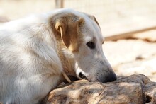 MANOLO, Hund, Mischlingshund in Italien - Bild 4