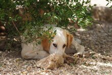 MANOLO, Hund, Mischlingshund in Italien - Bild 40